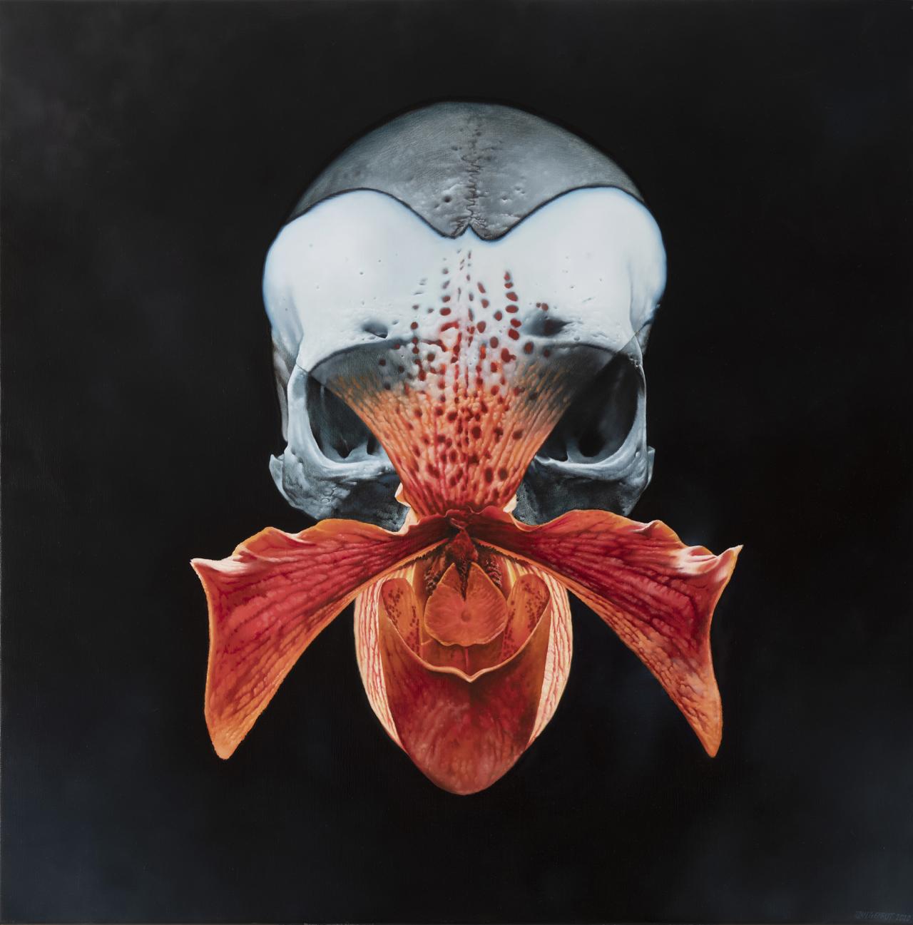 skull / vanitas